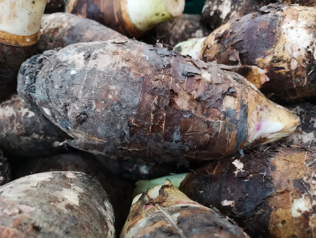 Brown and white Thai taro root, delicious and sweet, stacked up in a market bin, ready for their eager buyers.の写真素材