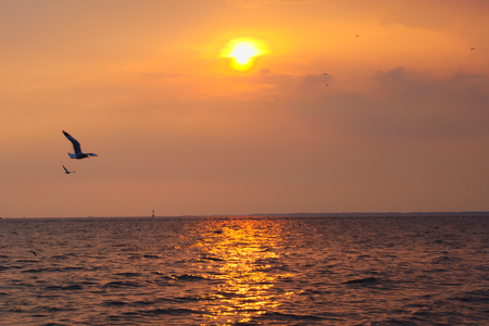 A most beautiful sight of Thai seagulls, flying on a picturesque golden evening sunset with a dynamic cloud cover background, over a stunning river delta in the gulf of Thailand.の写真素材
