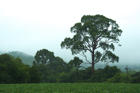A grand, large and beautiful Thai tree silhouette, adjacent to a tapioca farm, during a hard summer rainstorm, with a thick cloud background, in rural Thailand.の写真素材