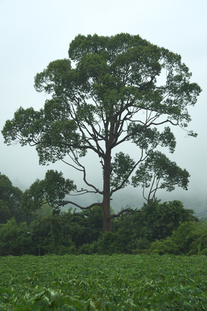 A grand, large and beautiful Thai tree silhouette, adjacent to a tapioca farm, during a hard summer rainstorm, with a thick cloud background, in rural Thailand.の写真素材