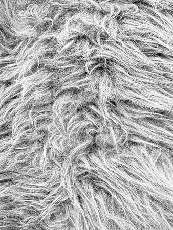 A beautiful artificial fur pelt, with long, full and luxurious, gray and silver, sweeping flows of hair.の写真素材