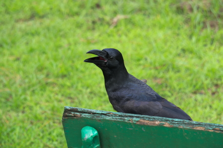 A gazing, cheeky black crow, sitting on a green park bench, speaking loudly to whomever is listening, in Bangkok, Thailand.の写真素材