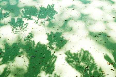 A most unusual site of the reflective white sunlight bouncing off a full green bloom of algae,...