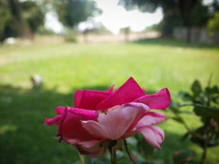 Lovely roseの写真素材