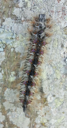 Hairy Catapiller on a tree