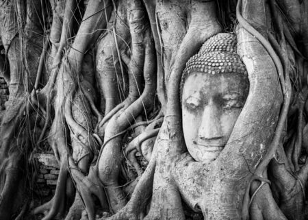 Buddha in the tree, Ayutthaya,tourist attraction in Thailandの写真素材