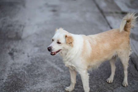 cute funny dog  on the road