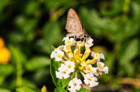 Butterfly in the morning on flower