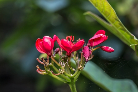 Red flowers in the garden and cobwebs.の写真素材