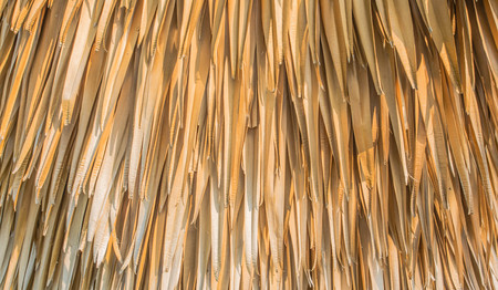 Brown  leaves  in the parkの写真素材