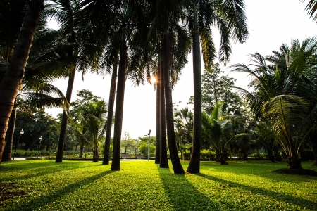 Green park with lawn and trees in a city at sunsetの写真素材