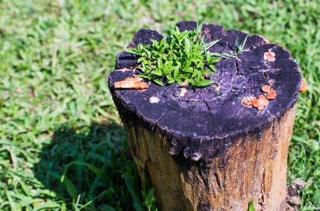 Green plant sprouted from an old tree.の写真素材