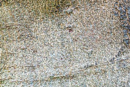 â€‹Tree bark texture