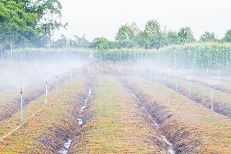 Automatic sprinkler irrigation system watering in the vegetable farm.の写真素材
