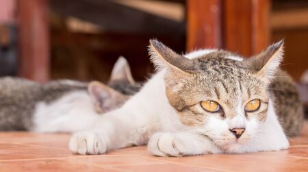 Cat lying on the floor