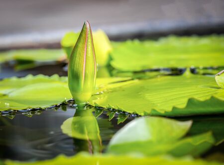 Water lily in pondの写真素材