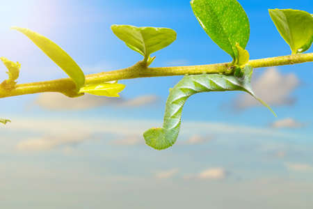 Green caterpillar walking on branches blue sky backgroundの写真素材