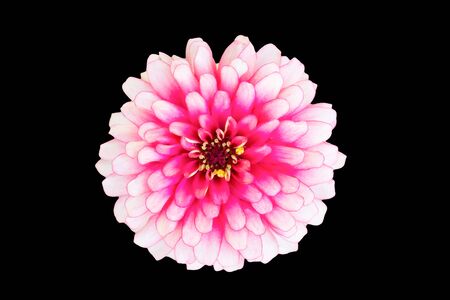 pink flower isolated black backgroundの写真素材