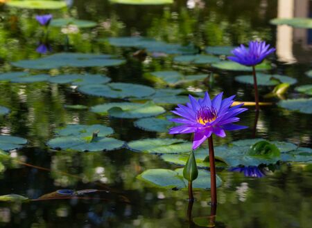 Violet Lotus Flower in pondの写真素材