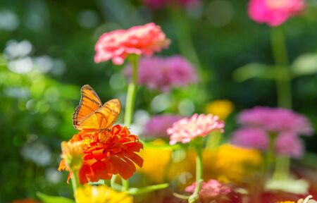 butterfly on flower in natureの写真素材