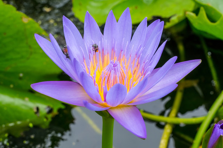 Close up Beauty water lilly flowerの写真素材