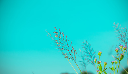 colorful flower grass on background vintage with have spaceの写真素材