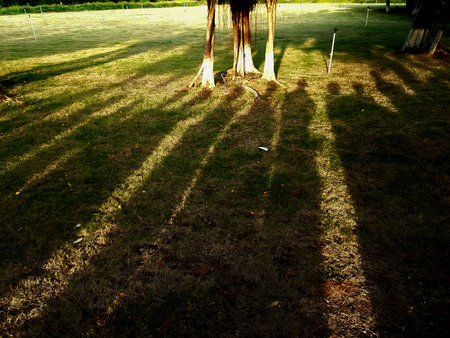 Shadow of tree and grass in the park. Natural background and texture.の写真素材
