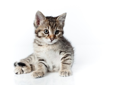 looking down little kitten on white backgroundの写真素材