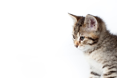 looking down little kitten on white backgroundの写真素材