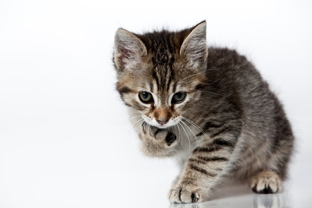 little cat liking her paw white backgroundの写真素材
