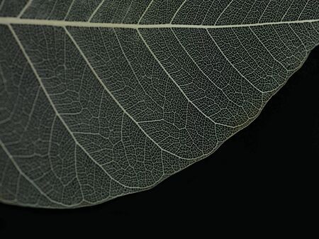 Organic green leaf macro on black backgroundの写真素材