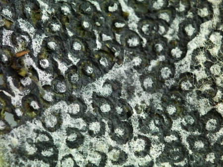 closeup of a surface invaded by mold, with an uneven round texture