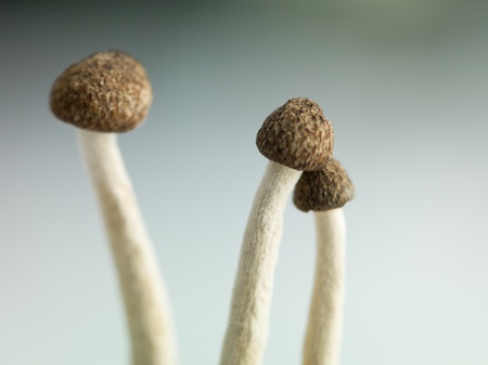 conceptual closeup side view of three enoki mushrooms with brown caps and long thin stems against a light backgroundの写真素材