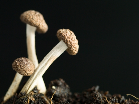 side view of three young enoki mushrooms with brown caps sprouting from fertile soil against dark backgroundの写真素材