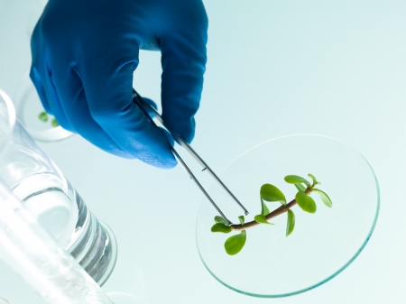 hand in a blue rubber glove analyzing a small plant with a tweezers in the laboratoryの写真素材