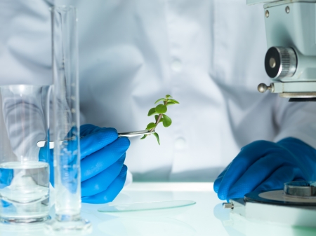 image showing a person's hands in blue rubber glove holding a small leafy plant with tweezers next to a microscope and laboratory glasswareの写真素材