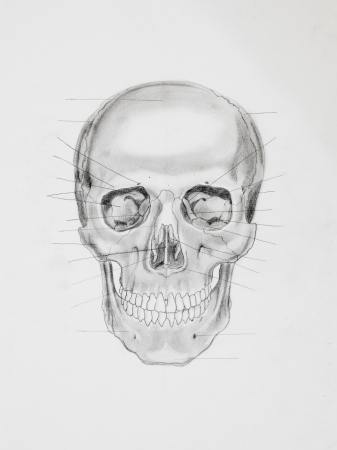 hand drawn pencil illustration, front view of human skull with directive lines pointing at bone parts, on white paperの写真素材