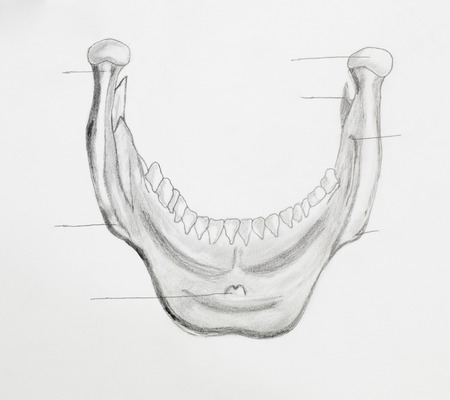 Detail of mandible pencil drawing on white paperの写真素材