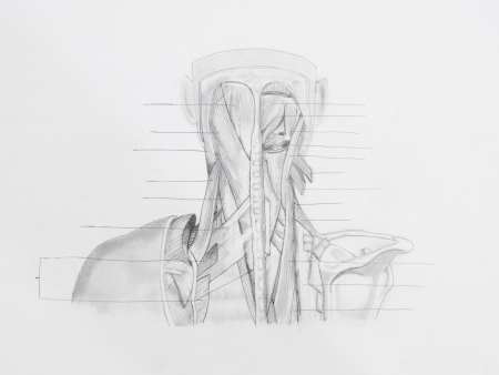 Detail of neck back muscles pencil drawing on white paperの写真素材