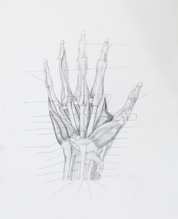 Detail of hand muscles tendons pencil drawing on white paperの写真素材