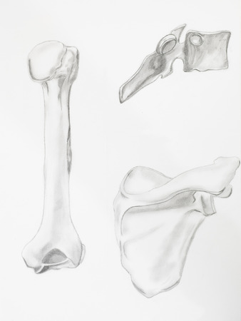 Detail of humerus bones pencil drawing on white paper