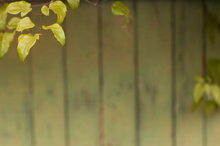 green vegetation in foreground blurred background wooden fenceの写真素材