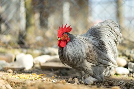 Cochin dwarf pearl rooster with silver feathers and blazing combの写真素材