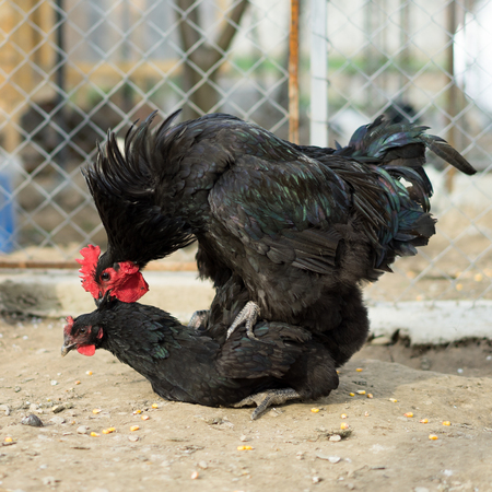 reproduction between hen and cock in the bartonの写真素材