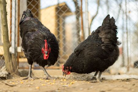 jersy black hens eating maize in the bartonの写真素材