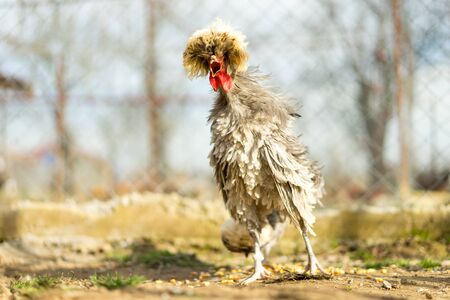 tufted blue chicken cackling with bristly feathersの写真素材