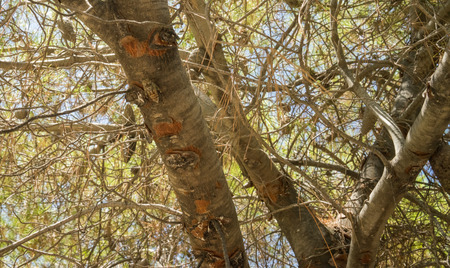 Cicada sitting on the tree trunk, insect in the natural habitat, Southern Europe
