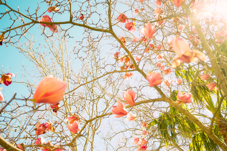 Beautiful magnolia flowers in morning sun. Springの写真素材