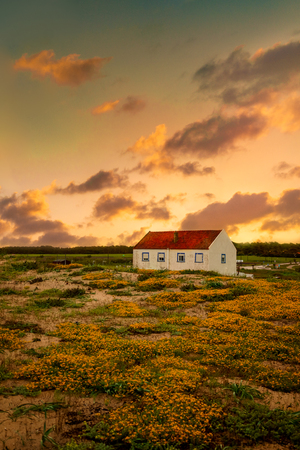 Abandoned house in the  sunset, orange flower fieldの写真素材