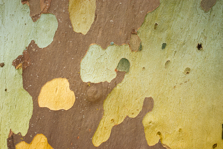 colored tree bark textureの写真素材